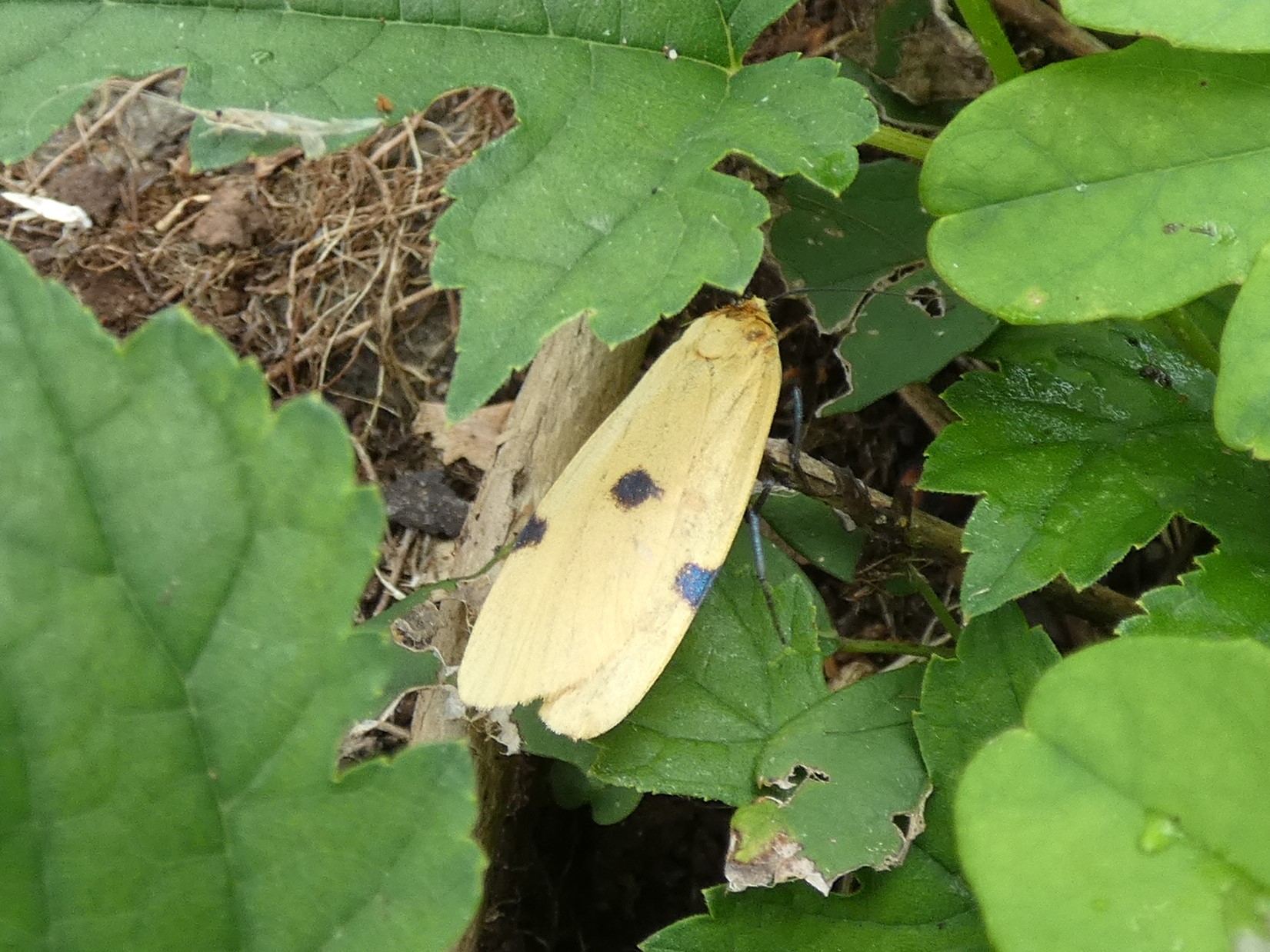 photo_1